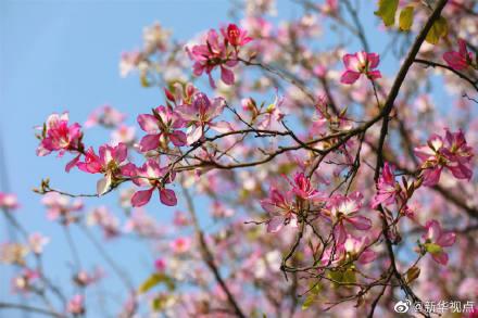 廣州白雲山的梅花開了嗎（廣州的宮粉紫荊花開了這是專屬春天的爛漫粉紫）3