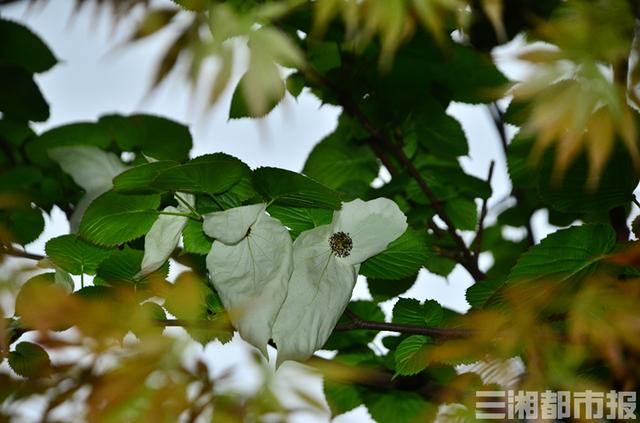 貴州珙桐是國家一級保護植物嗎（美呆了國寶植物）5