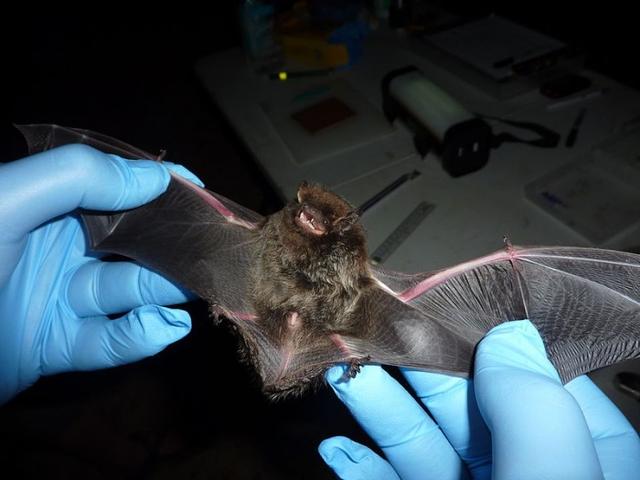 為什麼蝙蝠能攜帶病毒（科學家發現瑞士的蝙蝠攜帶多種病毒）1