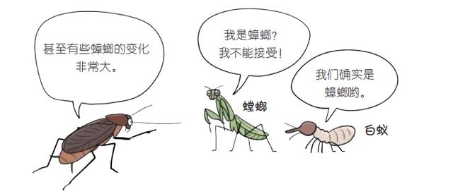 蟑螂是怎麼出現在這個世界上的（居然在冰箱裡發現了蟑螂）7
