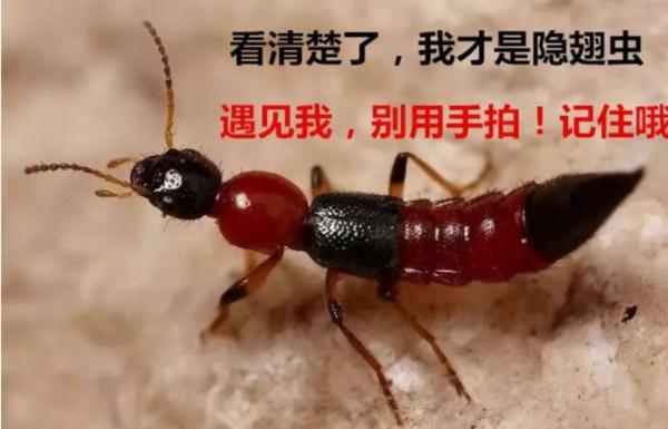 隐翅蟲上海有嗎（霸占3條熱搜的隐翅蟲也是上海本土昆蟲）1