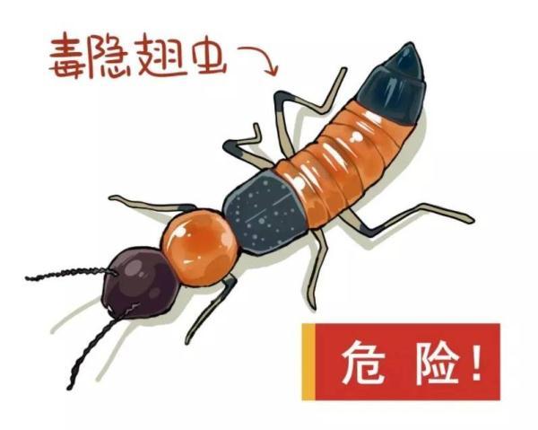 隐翅蟲上海有嗎（霸占3條熱搜的隐翅蟲也是上海本土昆蟲）3