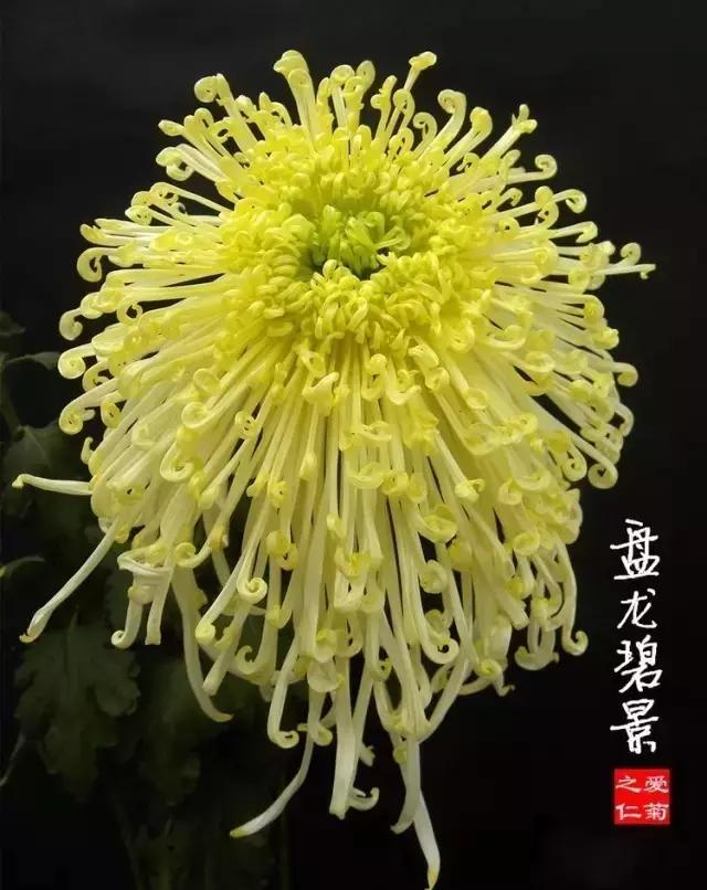 又高又大的菊花有哪些（80種）64