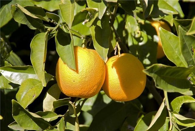 橙子的保存方法可以放冰箱嗎