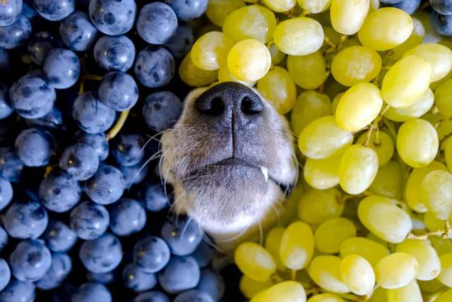 經常給狗狗吃葡萄好嗎（給狗狗吃水果保持健康）2