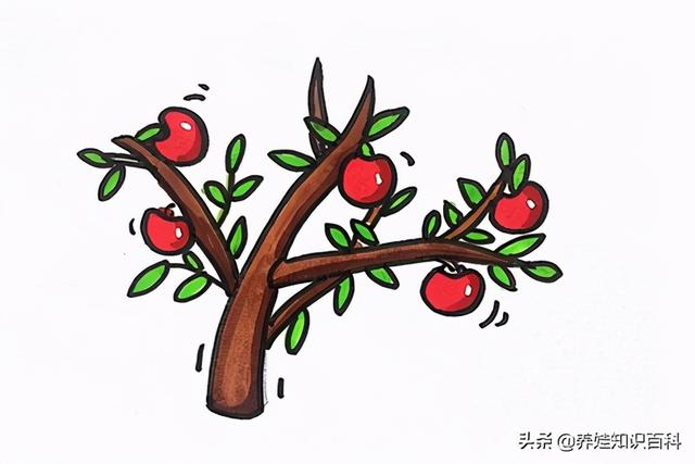 蘋果樹怎麼畫非常難（一步一步教給你）6
