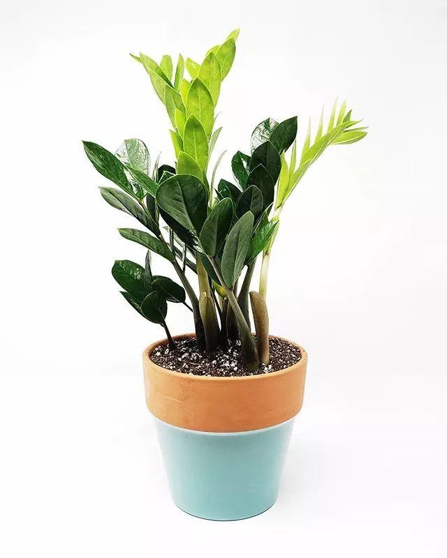 辦公室好養的盆栽植物（7種特适合在辦公室裡生存的室内盆栽植物）7