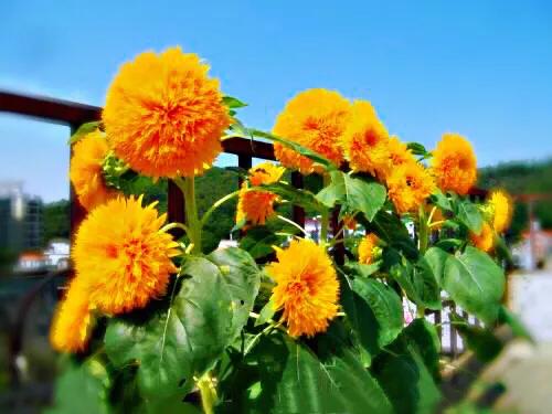 重瓣太陽花的類型（重瓣向日葵欣賞）12