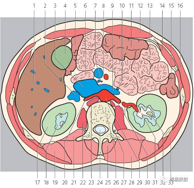 肝總管ct解剖位置（收藏上腹部CT斷層）33