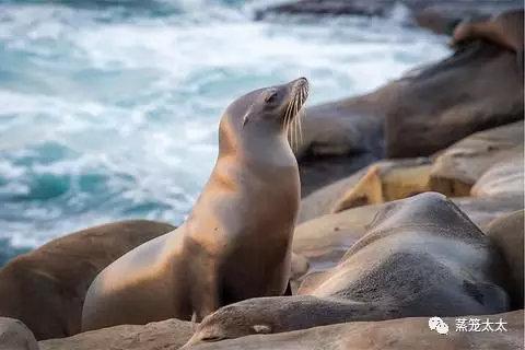 海狗海豹海獅都是保護動物嗎（海豹海獅海狗）20