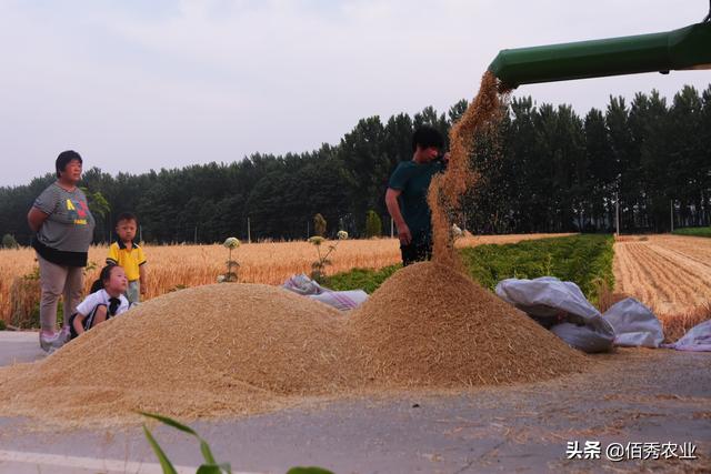 春小麥和水稻哪個産量高（小麥沒有水稻産量高）1
