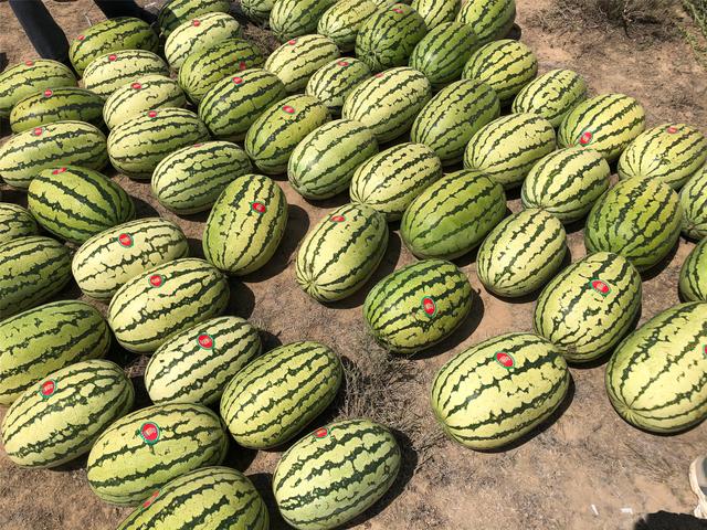 西瓜最好的品種是什麼（認清國内這6大優質品種）5