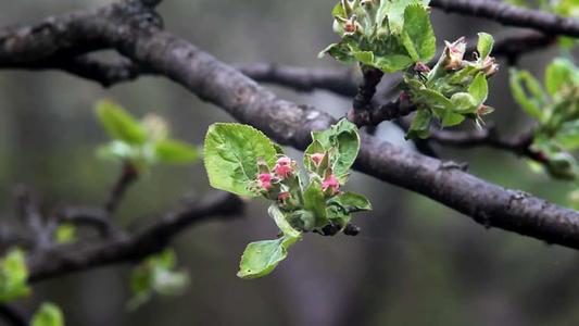 蘋果矮化密植栽培技術要點（蘋果的長枝和短枝）5