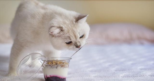 為什麼貓咪喝牛奶會拉肚子（有些貓咪喝牛奶會腹瀉）7