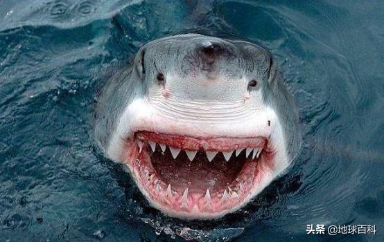 鲨魚為什麼不吃海豚還害怕它（鲨魚為什麼不吃海豚呢）1