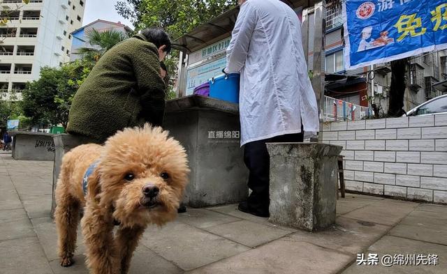 寵物犬免費狂犬疫苗（犬隻狂犬病集中免疫來了）8