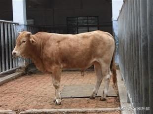 農村養肉牛還是養土黃牛好（都愛養這5種黃牛）6