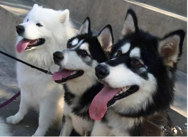 三種雪橇狗（人稱雪橇三傻的3種狗）1