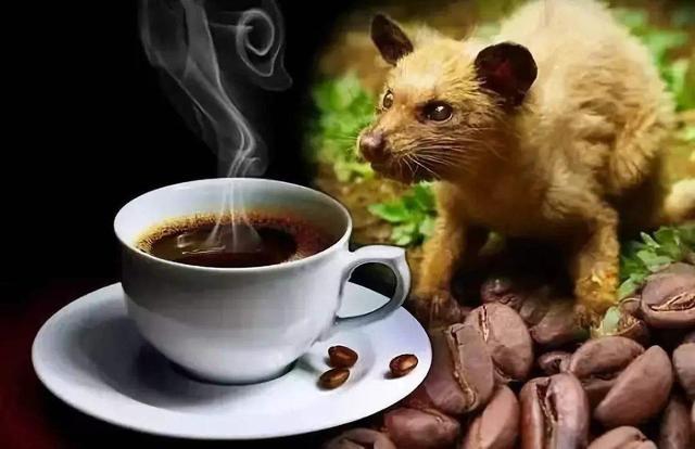 貓屎咖啡和普通人的區别（美味貓屎咖啡原來是這樣來的）1