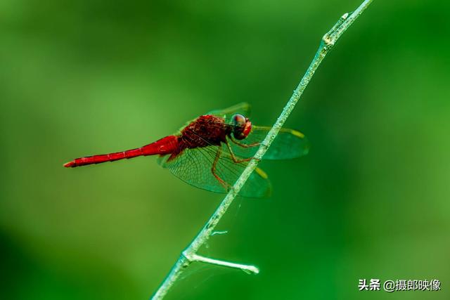 最美的紅蜻蜓（讓我再靠近瞅一瞅兒時的最愛）2