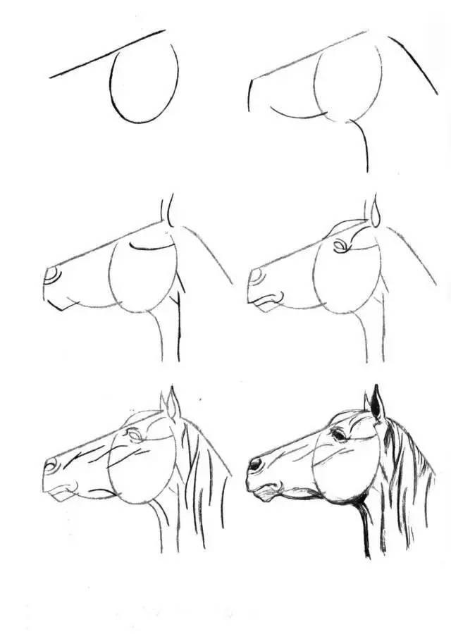 怎麼畫馬最簡單最好看帥氣（幹貨不會畫馬教你40種馬的結構畫法）22