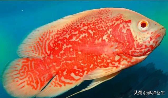 熱帶魚的種類大全及名稱（熱帶魚常見的十個品種）9