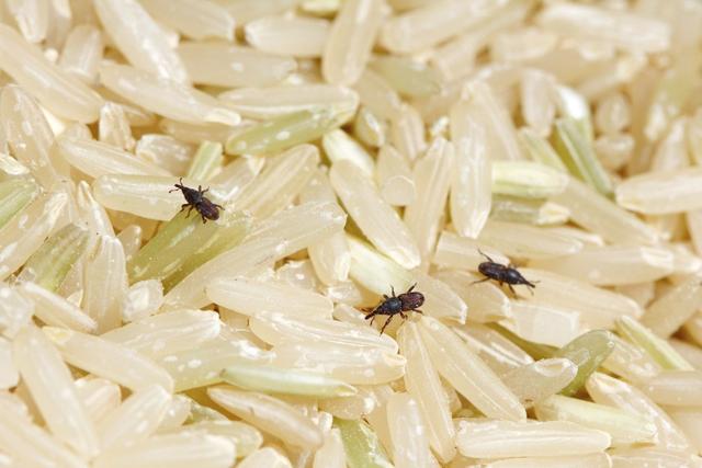 大米裡都會生什麼樣的蟲子（米袋裡為何總是憑空出現米蟲）8