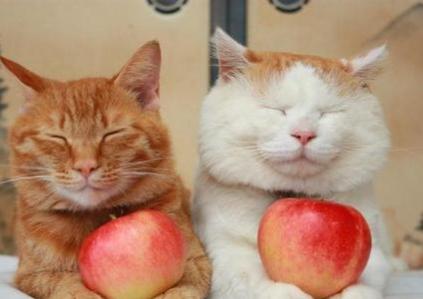 貓吃的水果有什麼（貓可以吃的水果有那些呢）1