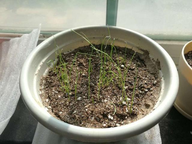 種過大蔥的土能種花嗎（花盆種蔥很簡單）2