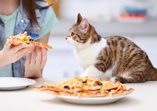 貓咪能每天吃的食物（貓咪不能吃的食物）6