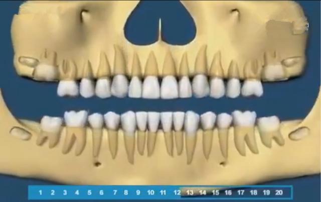 寶寶的牙齒生長規律是怎樣的（組圖帶你了解寶寶的牙齒生長順序）5