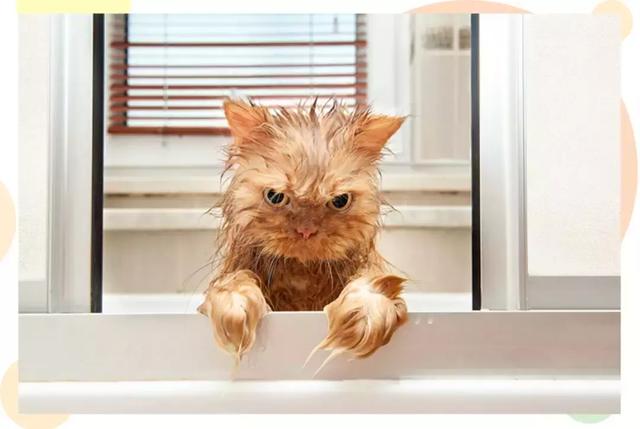 給貓洗澡可以洗到什麼程度（一個月給貓洗澡三次）11