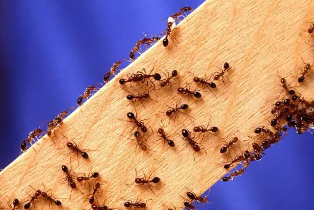 如何觀察螞蟻生活習性（螞蟻對生活環境有怎樣的要求呢）3