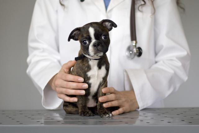 如何看出狗狗得了腸胃炎（為什麼狗狗會患腸胃炎）7