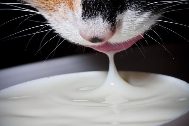 為什麼貓咪喝牛奶會拉肚子（有些貓咪喝牛奶會腹瀉）2