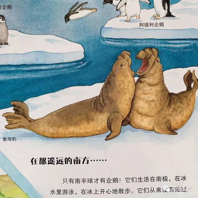 海狗海豹海獅都是保護動物嗎（海豹海獅海狗）6