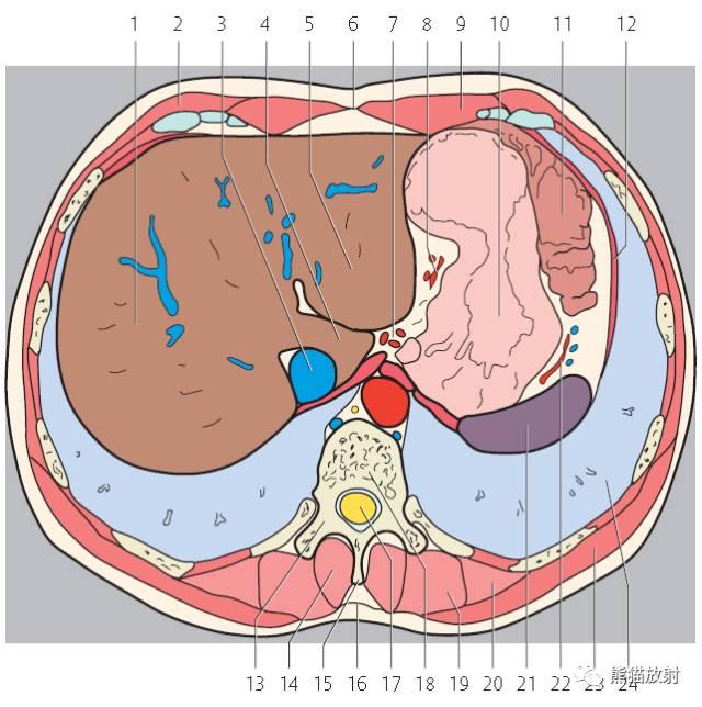肝總管ct解剖位置（收藏上腹部CT斷層）8