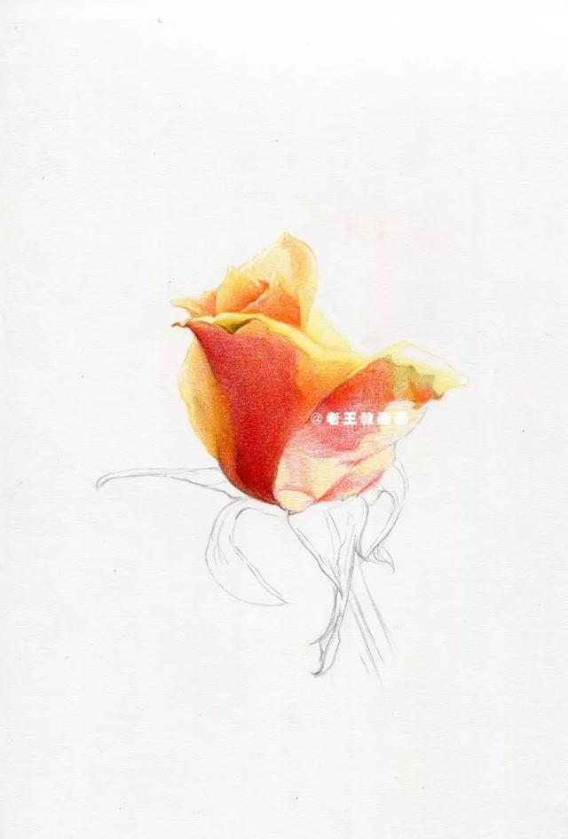 用鉛筆畫一朵逼真的玫瑰（老王教你畫一朵玫瑰花）10