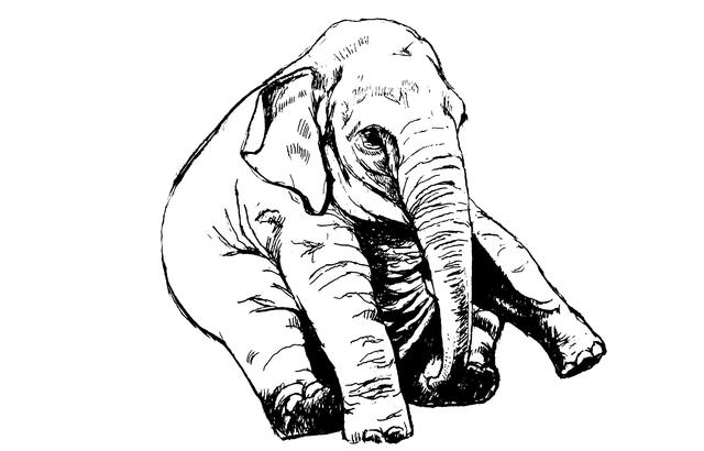 大象的鼻子最多能長多長（大象鼻子的力量有多大）1