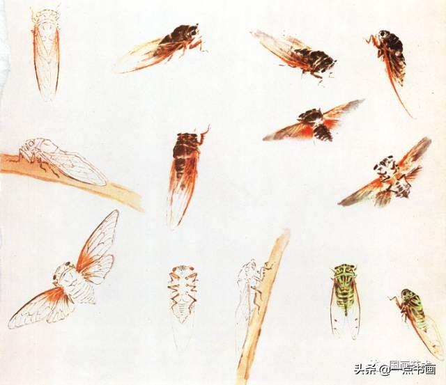 國畫中的小昆蟲的畫法（小寫意昆蟲畫法示範）9