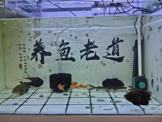 觀賞魚魚缸的擺放位置（在地圖魚和金魚的魚缸裡）2