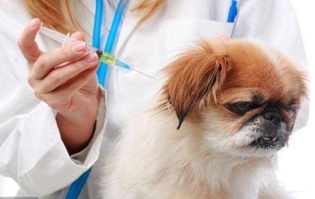 狗狗打疫苗有什麼要注意（狗狗打疫苗的流程及注意事項）3