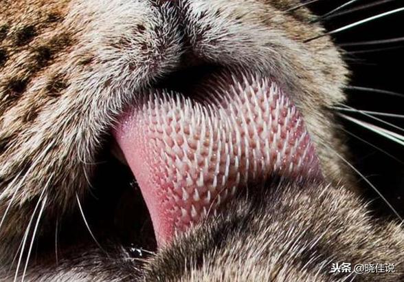 所有貓咪舌頭有倒刺嗎（它們舌頭上的小刺刺有大作用哦）4