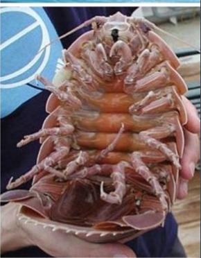 巨型蟑螂有多大（研究人員在印度洋底部發現巨型蟑螂）1