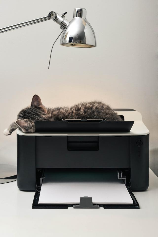 貓咪不會睡在貓窩會睡在紙箱（貓咪都喜歡睡奇怪的地方）5
