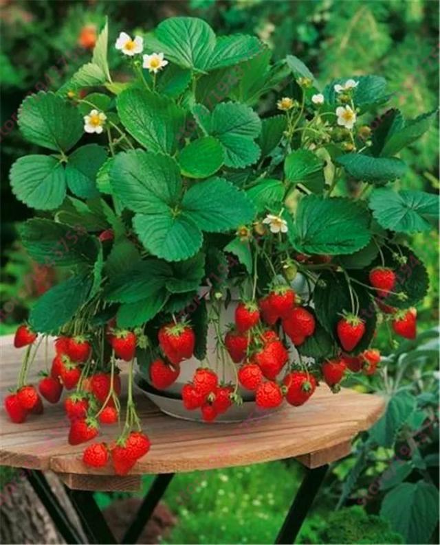 哪些草莓品種适合盆栽（草莓盆栽品種那麼多）5