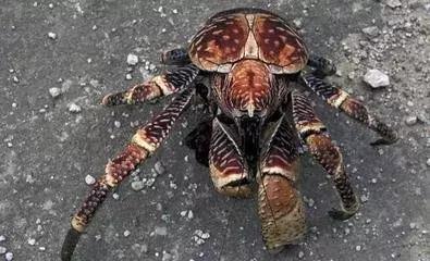 世界上最大椰子蟹（海洋之大椰子蟹最奇葩）6