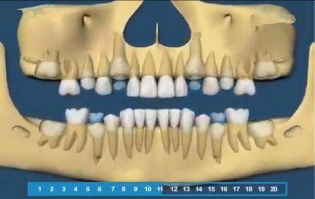 寶寶的牙齒生長規律是怎樣的（組圖帶你了解寶寶的牙齒生長順序）4