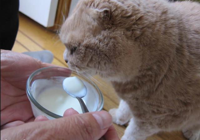 為什麼貓咪喝牛奶會拉肚子（有些貓咪喝牛奶會腹瀉）6