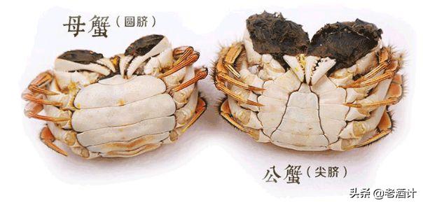 青島五一吃什麼螃蟹比較好（逅金秋四大樂事）4